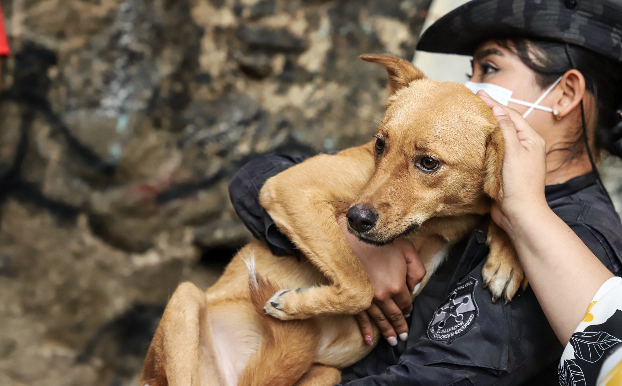 Autoridades rescatan a perrita que era maltratada por su dueña autoridades-rescatan-a-perrita-que-era-maltratada-por-su-duena